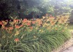 Hidden Garden / Fire Lillies